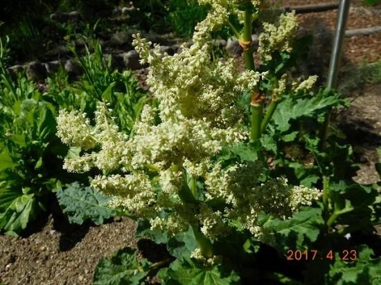 ルバーブ Rhubarb 薬草と花紀行のホームページ ルバーブ Rhubarb 薬草と花紀行のホームページ