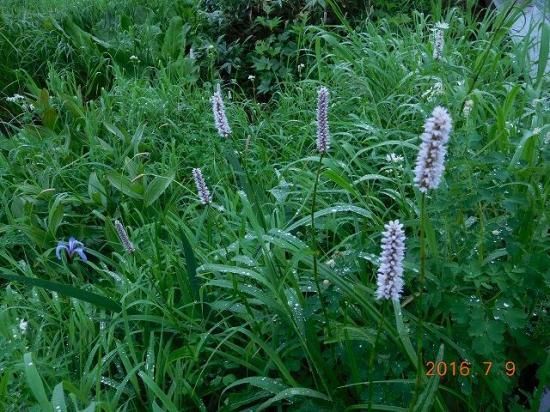 イブキトラノオ 伊吹虎尾 薬草と花紀行のホームページ