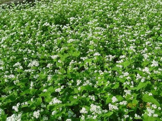 ソバ 蕎麦 薬草と花紀行のホームページ ソバ 蕎麦 薬草と花紀行のホームページ