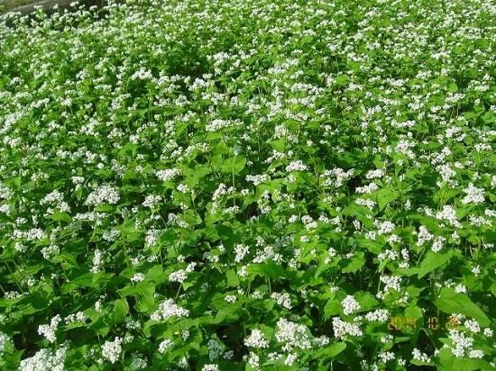 ソバ 蕎麦 薬草と花紀行のホームページ