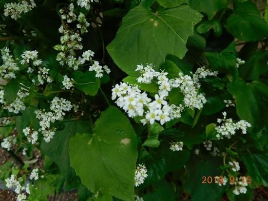 ソバ 蕎麦 薬草と花紀行のホームページ