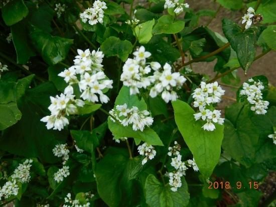 ソバ 蕎麦 薬草と花紀行のホームページ