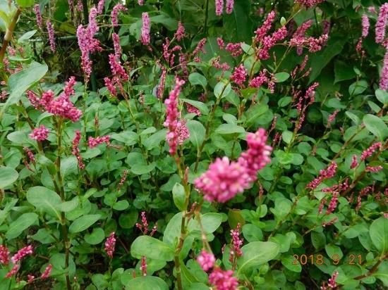 アイ 藍 薬草と花紀行のホームページ