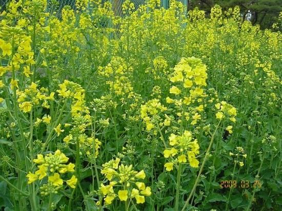 アブラナ 油菜 薬草と花紀行のホームページ