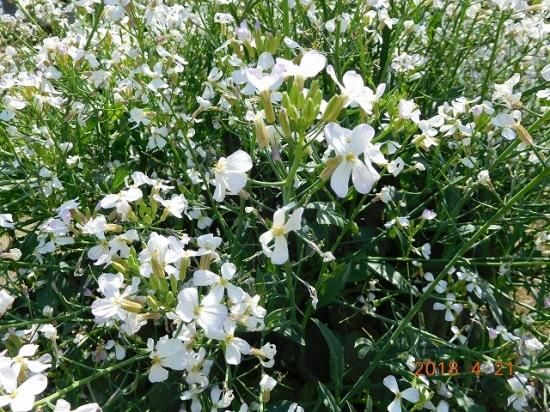 ダイコン 大根 薬草と花紀行のホームページ