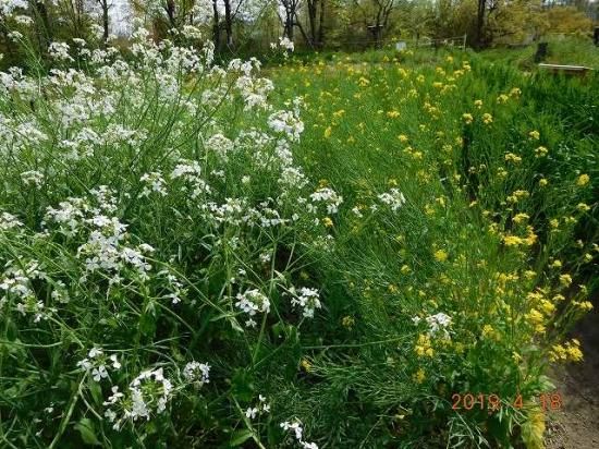 ダイコン 大根 薬草と花紀行のホームページ
