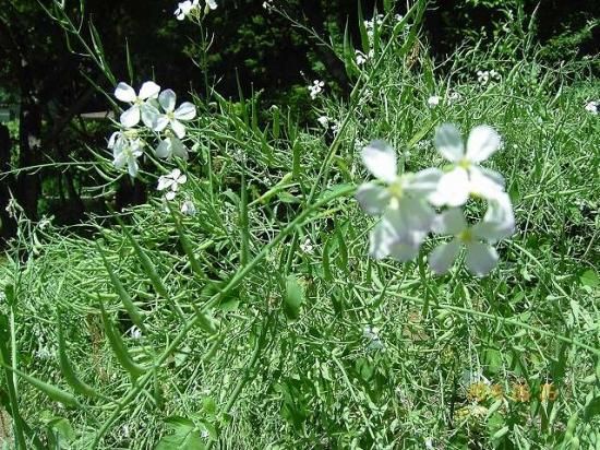 ダイコン 大根 薬草と花紀行のホームページ