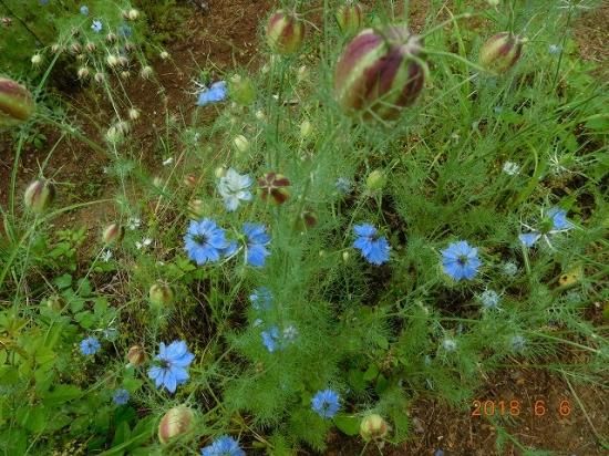 クロタネソウ 黒種草 薬草と花紀行のホームページ クロタネソウ 黒種草 薬草と花紀行のホームページ