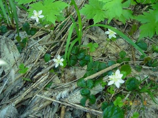 オウレン ミツバオウレン 三葉黄連 薬草と花紀行のホームページ