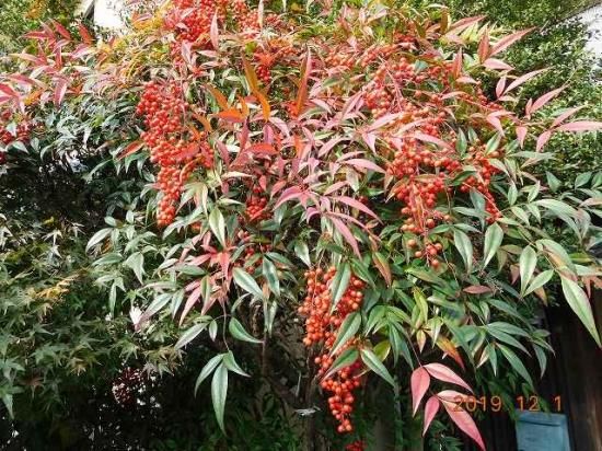 ナンテン 南天 薬草と花紀行のホームページ ナンテン 南天 薬草と花紀行のホームページ