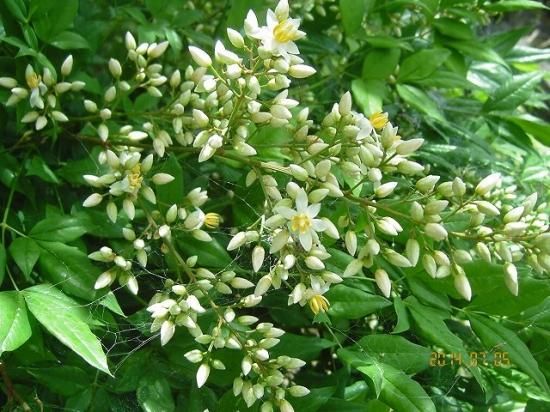 ナンテン 南天 薬草と花紀行のホームページ ナンテン 南天 薬草と花紀行のホームページ