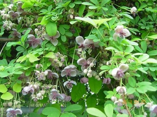 アケビ 木通 通草 薬草と花紀行のホームページ