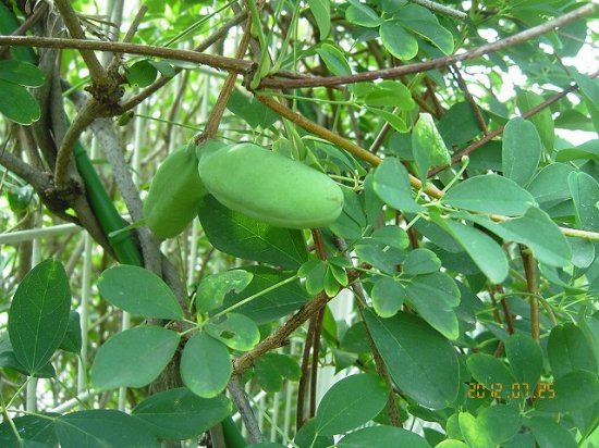 アケビ 木通 通草 薬草と花紀行のホームページ