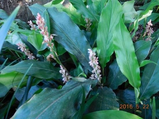 ハナミョウガ 花茗荷 薬草と花紀行のホームページ ハナミョウガ 花茗荷 薬草と花紀行のホームページ