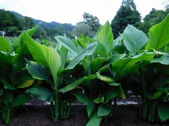 ウコン 鬱金 薬草と花紀行のホームページ ウコン 鬱金 薬草と花紀行のホームページ