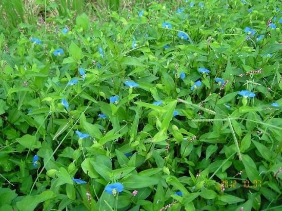 ツユクサ 露草 薬草と花紀行のホームページ