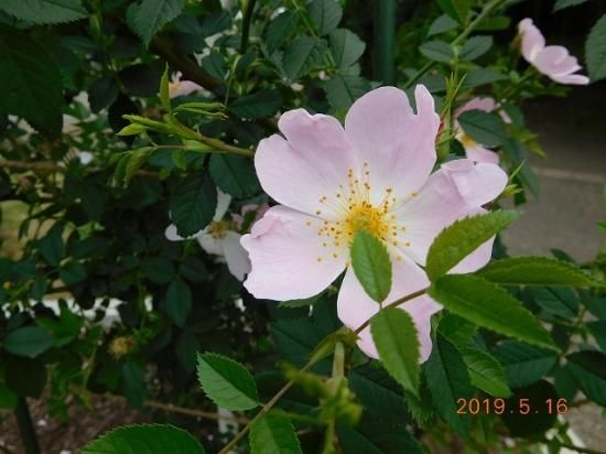 ロサ カニナ ローズヒップ 薬草と花紀行のホームページ ロサ カニナ ローズヒップ 薬草と花紀行のホームページ