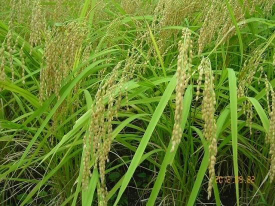 イネ 稲 薬草と花紀行のホームページ