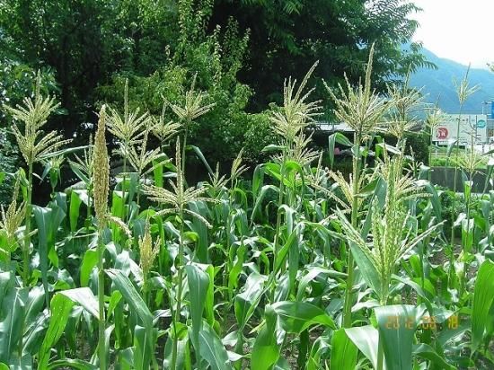 トウモロコシ 薬草と花紀行のホームページ トウモロコシ 薬草と花紀行のホームページ