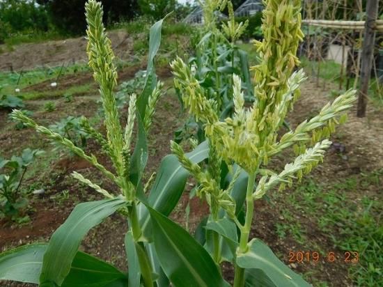トウモロコシ 薬草と花紀行のホームページ トウモロコシ 薬草と花紀行のホームページ