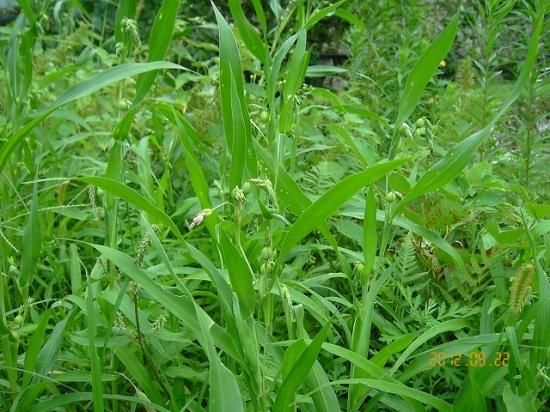 ジュズダマ（数珠玉） - 薬草と花紀行のホームページ