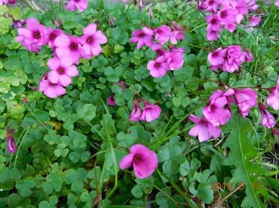 オキザリス Oxalis 薬草と花紀行のホームページ