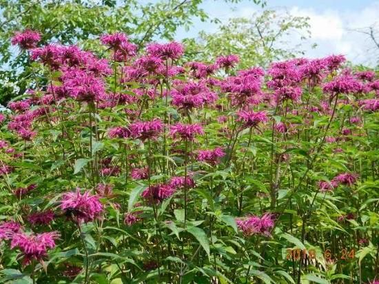 ベルガモット Bergamot 薬草と花紀行のホームページ