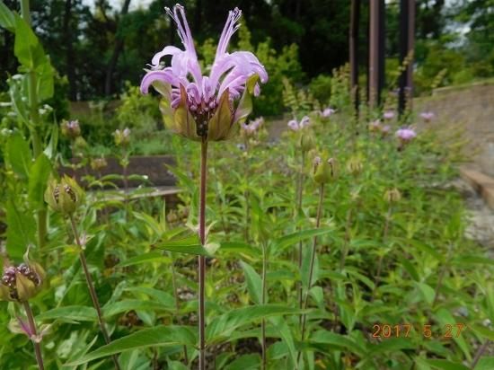 ベルガモット Bergamot 薬草と花紀行のホームページ