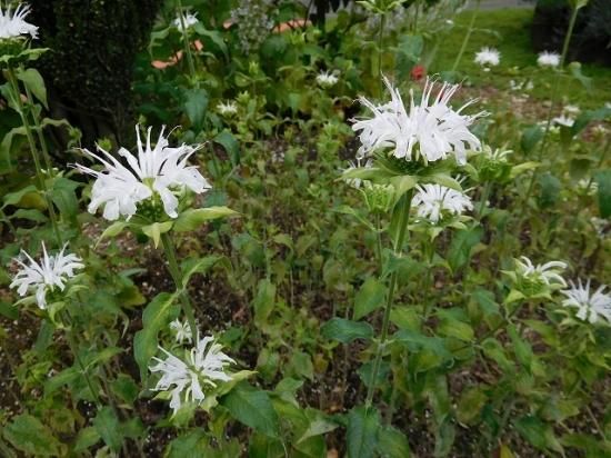 ベルガモット Bergamot 薬草と花紀行のホームページ