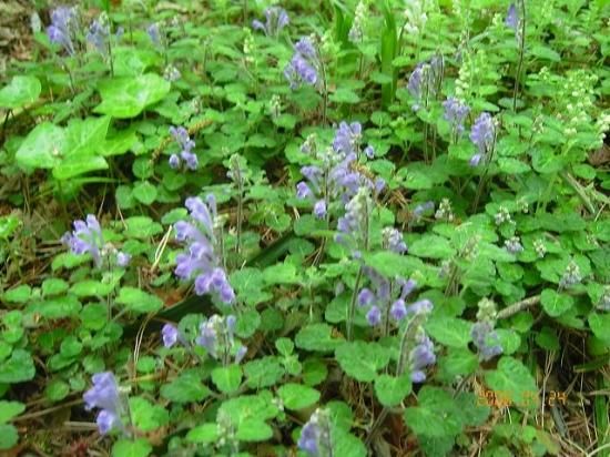 タツナミソウ 立浪草 薬草と花紀行のホームページ タツナミソウ 立浪草 薬草と花紀行のホームページ