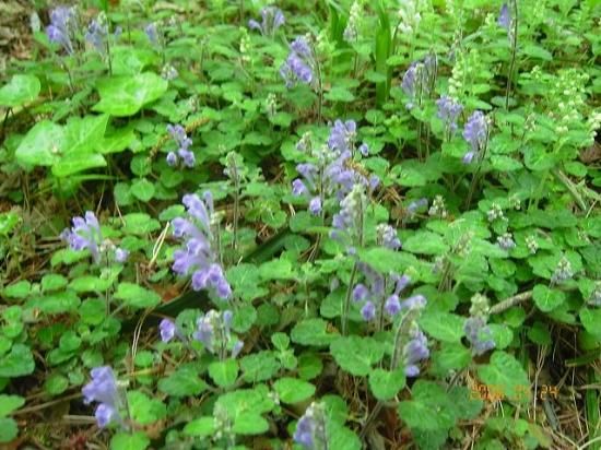 タツナミソウ 立浪草 薬草と花紀行のホームページ