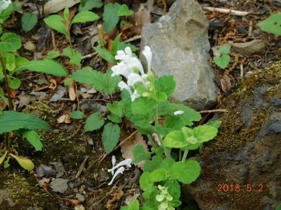 タツナミソウ 立浪草 薬草と花紀行のホームページ タツナミソウ 立浪草 薬草と花紀行のホームページ