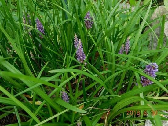 ヤブラン 藪蘭 薬草と花紀行のホームページ