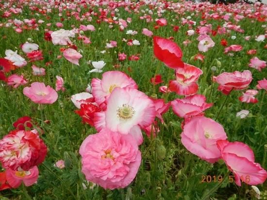 ケシ園芸品種 シャーレ ポピー 薬草と花紀行のホームページ