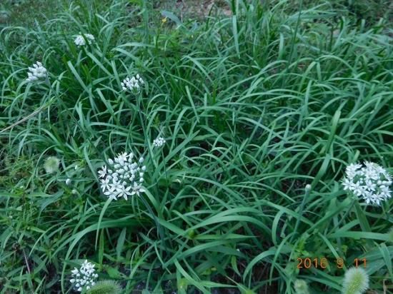 ニラ（韮） - 薬草と花紀行のホームページ