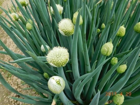 ネギ 葱 薬草と花紀行のホームページ