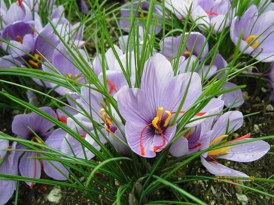 サフラン 薬草と花紀行のホームページ サフラン 薬草と花紀行のホームページ