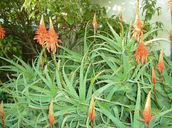キダチアロエ 木立アロエ 薬草と花紀行のホームページ