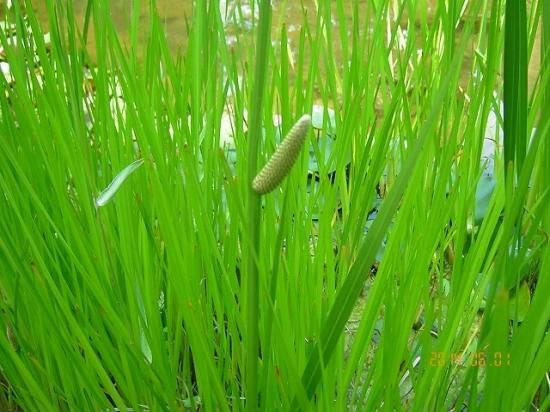 ショウブ 菖蒲 薬草と花紀行のホームページ