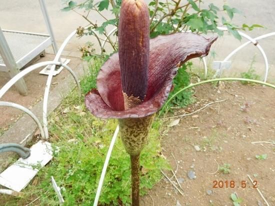 コンニャク 蒟蒻 菎蒻 薬草と花紀行のホームページ
