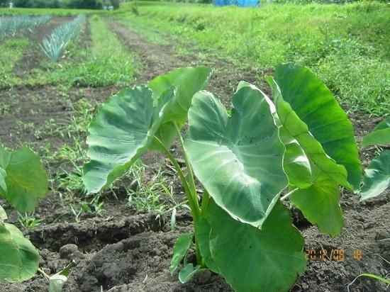 サトイモ 里芋 薬草と花紀行のホームページ