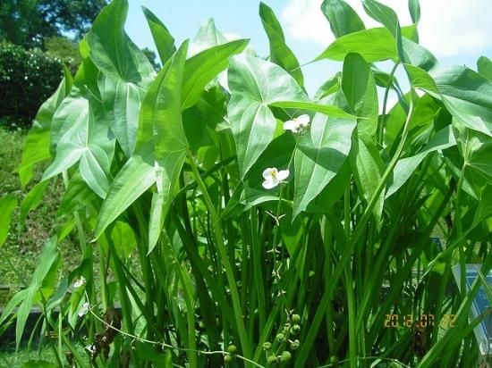 クワイ 慈姑 薬草と花紀行のホームページ クワイ 慈姑 薬草と花紀行のホームページ