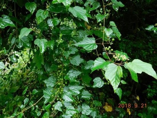 ノブドウ 野葡萄 薬草と花紀行のホームページ