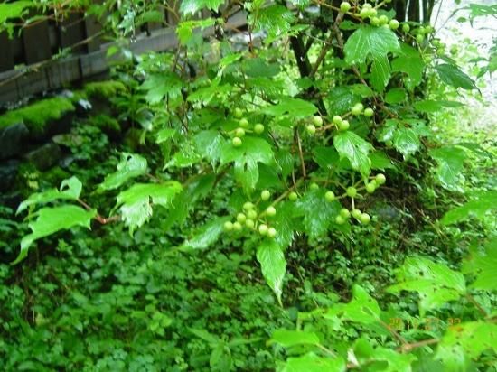 ノブドウ 野葡萄 薬草と花紀行のホームページ