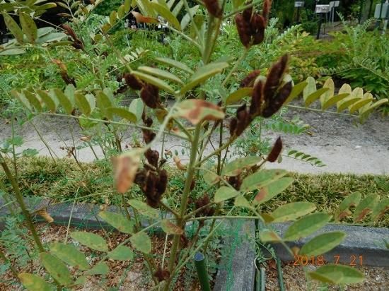 カンゾウ 甘草 スペインカンゾウ 薬草と花紀行のホームページ カンゾウ 甘草 スペインカンゾウ 薬草と花紀行のホームページ