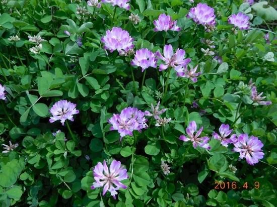 ゲンゲ 紫雲英 薬草と花紀行のホームページ