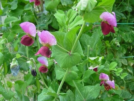 エンドウ 豌豆 薬草と花紀行のホームページ