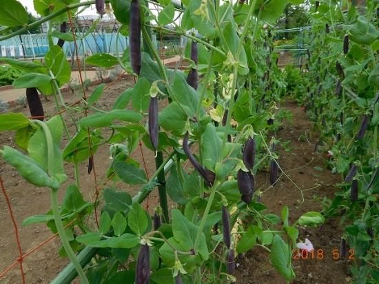 エンドウ ツタンカーメンのエンドウ豆 薬草と花紀行のホームページ エンドウ ツタンカーメンのエンドウ豆 薬草と花紀行のホームページ
