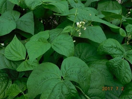 ダイズ 大豆 薬草と花紀行のホームページ ダイズ 大豆 薬草と花紀行のホームページ