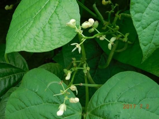 ダイズ 大豆 薬草と花紀行のホームページ